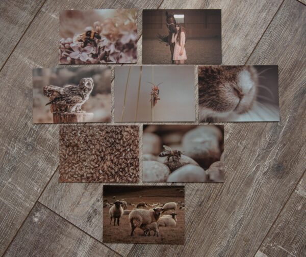 postkartenset into the wild